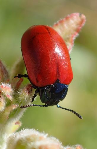 Réf. 216 030 : Chrysomela populi